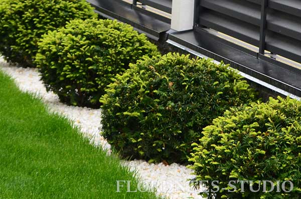 Landscaping and landscaping of territories in Lviv