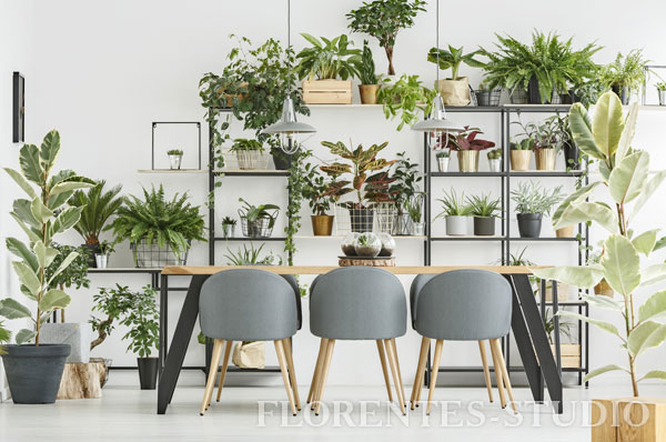Interior gardening in Lviv